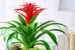 3 cây cảnh cho bàn làm việc: Đẹp, dễ sống, tăng năng lượng ngay lập tức