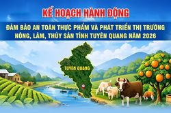 Kế hoạch hành động đảm bảo an toàn thực phẩm và phát triển thị trường nông, lâm, thủy sản tỉnh Tuyên Quang năm 2026
