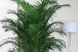Trồng 4 loại cây này trong phòng khách với niềm tin tài lộc dồi dào