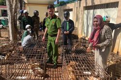 Phát hiện 70 con chó nhốt lồng sắt, công an phá đường dây trộm cắp quy mô lớn