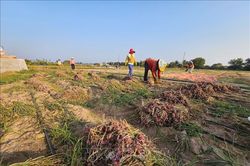 Phát triển vùng hành tím theo hướng xuất khẩu