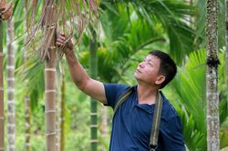 Người đàn ông Mường biến những thân cau thành vườn cây dược liệu quý