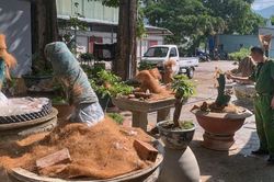 Người đàn ông bị phạt tiền, tịch thu 42 cây mai vàng không rõ nguồn gốc