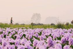 Hoa lục bình ở ngoại ô Hà Nội nở rộ, khách đi 16km tới chụp ảnh, đón hoàng hôn