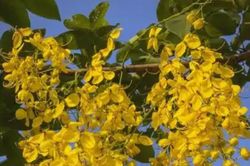 4 loại cây cảnh giúp góc nhỏ trong nhà bừng sức sống