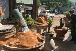 'Truy rõ' nguồn gốc 42 cây mai vàng bị tịch thu ở Côn Đảo để xử lý nghiêm