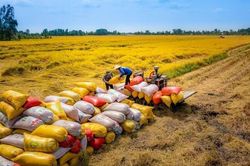 Gạo Việt 2026: Tăng trưởng sản lượng nhưng lợi nhuận co hẹp giữa vòng xoáy chi phí