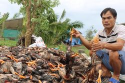 Chủ trang trại ở Nghệ An mất tiền tỷ sau bão vẫn chờ hỗ trợ