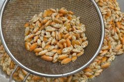 Đặc sản 'chỉ lùi không tiến' ở Phú Quốc, nhìn giống dế nhưng vị ngon như tôm