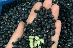 Đỗ đen thanh nhiệt, thải độc nhưng người huyết áp thấp không nên dùng