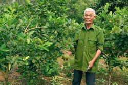 Ghép chanh vàng Mỹ lên gốc bưởi, nông dân Thanh Hóa thu hàng trăm triệu đồng/năm