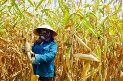 Cảnh tượng xót xa khiến người dân khóc ròng giữa 'chảo lửa' 42 độ