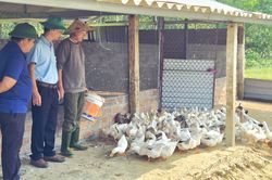Phát huy tiềm năng kinh tế vùng gò đồi ở Vĩnh Thủy