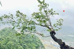 Loài cây khiến cơ quan chức năng phải vào cuộc