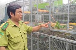Ngăn chặn sự phát triển của sinh vật cảnh ngoại lai tại Việt Nam để bảo vệ cân bằng sinh thái, đa dạng sinh học và sức khỏe cộng đồng