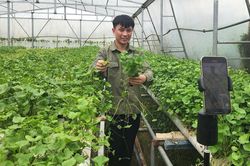 Đổ 3 tỷ rồi trắng tay, 9X Quảng Ninh đổi hướng trồng rau má thu 50 triệu/tháng