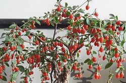 Loại cây '3 trong 1' vừa làm bonsai, vừa cho quả đỏ như ngọc