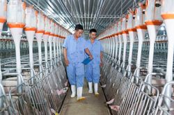 Nông nghiệp BAF (BAF): Đặt cược lãi 793 tỷ đồng trong năm trình phát hành tối đa 68,8 triệu cổ phiếu và 1.200 tỷ đồng trái phiếu chuyển đổi