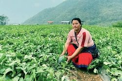 Trồng dưa thu nhập gấp 5 lần, người dân miền núi Thanh Hóa bền bỉ thoát nghèo