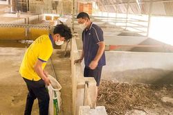 Tăng cường kiểm soát giết mổ và phòng, chống dịch tả heo châu Phi