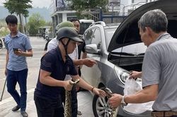 Lào Cai: Chủ xe Hyundai Tucson kinh hãi phát hiện trăn khổng lồ trong khoang máy