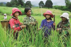 Phân bổ vốn ngân sách tại địa phương để xây dựng nông thôn mới và giảm nghèo bền vững giai đoạn 2026 - 2030