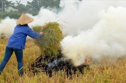 Chấm dứt đốt rơm rạ: Hà Nội siết chặt trách nhiệm địa phương