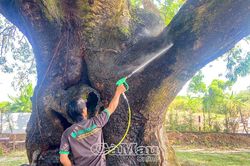Hồi sinh thành công cây di sản duy nhất tại Cà Mau