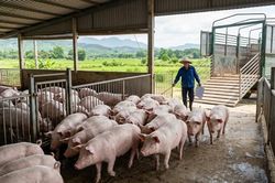 Giá heo hơi hôm nay 17/4: Xu hướng tăng rõ rệt ở ba miền