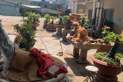 Diễn biến mới vụ 42 cây mai bị tịch thu ở Côn Đảo: Trả lại 21 gốc cho chủ sở hữu