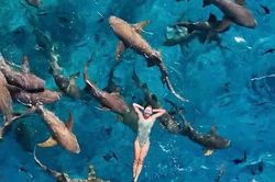 Ánh Viên bơi cùng cá mập ở Maldives