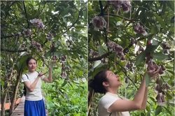 Cận cảnh khu vườn trĩu quả trong cơ ngơi 50.000m2 của Vân Trang