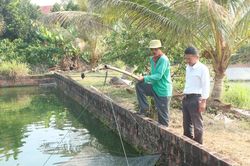 Từ Cà Mau lên Tây Nguyên, lão nông miền Tây bỏ túi 1 tỷ đồng mỗi năm nhờ nuôi cá chình