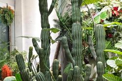 3 loại cây phong thủy nên cân nhắc trước khi đặt trong nhà