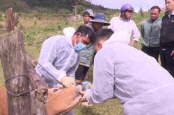 Cảnh báo virus lở mồm long móng 'lạ' có nguy cơ xâm nhập Việt Nam