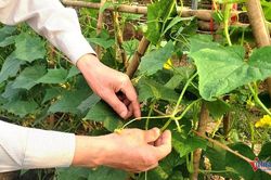 Tăng cường truyền thông trong giảm nghèo thông tin ở Sơn La