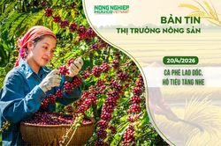 Thị trường nông sản 20/4/2026: Cà phê lao dốc, hồ tiêu tăng nhẹ