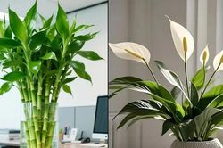 3 cặp cây phong thủy nên đặt cùng nhau để tạo nên thế 'song hỷ'