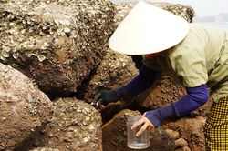 Phụ nữ miền biển Nghệ An khom lưng dưới nắng gắt, đục đá chắt chiu 'lộc trời'