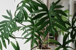 3 loại cây nên đặt trong phòng ngủ