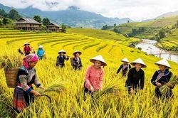 Giá lúa gạo hôm nay 23.4: Lúa giữ đà tăng, gạo 'đứng giá'
