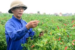 Giá ớt Thanh Hóa rớt một mạch, chính vụ chỉ còn 7.000 đồng/kg