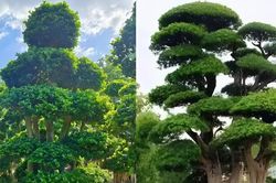 3 cặp cây phong thủy trồng trong nhà mang ý nghĩa tài lộc, giữ vượng khí