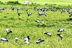 Hàng nghìn con cò nhạn quý hiếm bất ngờ sà xuống cánh đồng