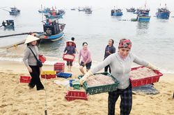 Ngư dân hối hả vào vụ cá Nam