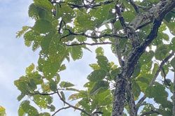 Hình ảnh ấn tượng về động vật quý hiếm khi được thả về rừng