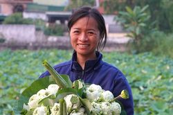Sen nở sớm, vợ chồng ở Nghệ An lội bùn hái tới 500 bông/ngày, thu tiền triệu