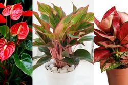 4 cây phong thủy giúp người mệnh Hỏa 'hạ nhiệt' tính nóng, hỗ trợ thăng tiến