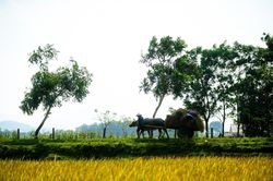 Chi 1,4 tỷ mua đất lúa vì một câu nói, 2 người Hải Phòng chật vật đòi lại tiền