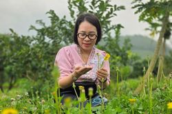 Nữ lang y dân tộc Tày góp phần giữ 'mạch sống' thuốc Nam giữa đại ngàn